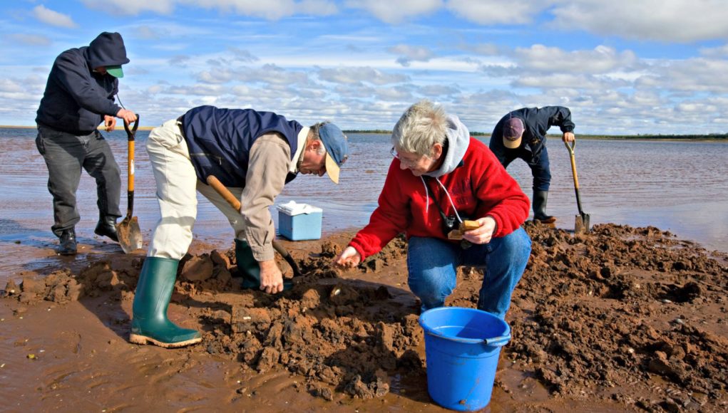 Clamming in Eastern PEI