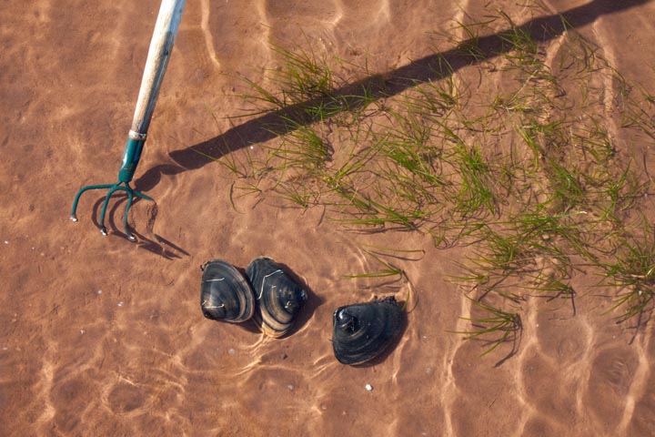 Prince Edward Island Clamming