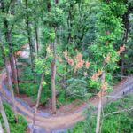 Anakeesta Tree Canopy Walk