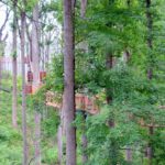 Anakeesta Tree Canopy Walk