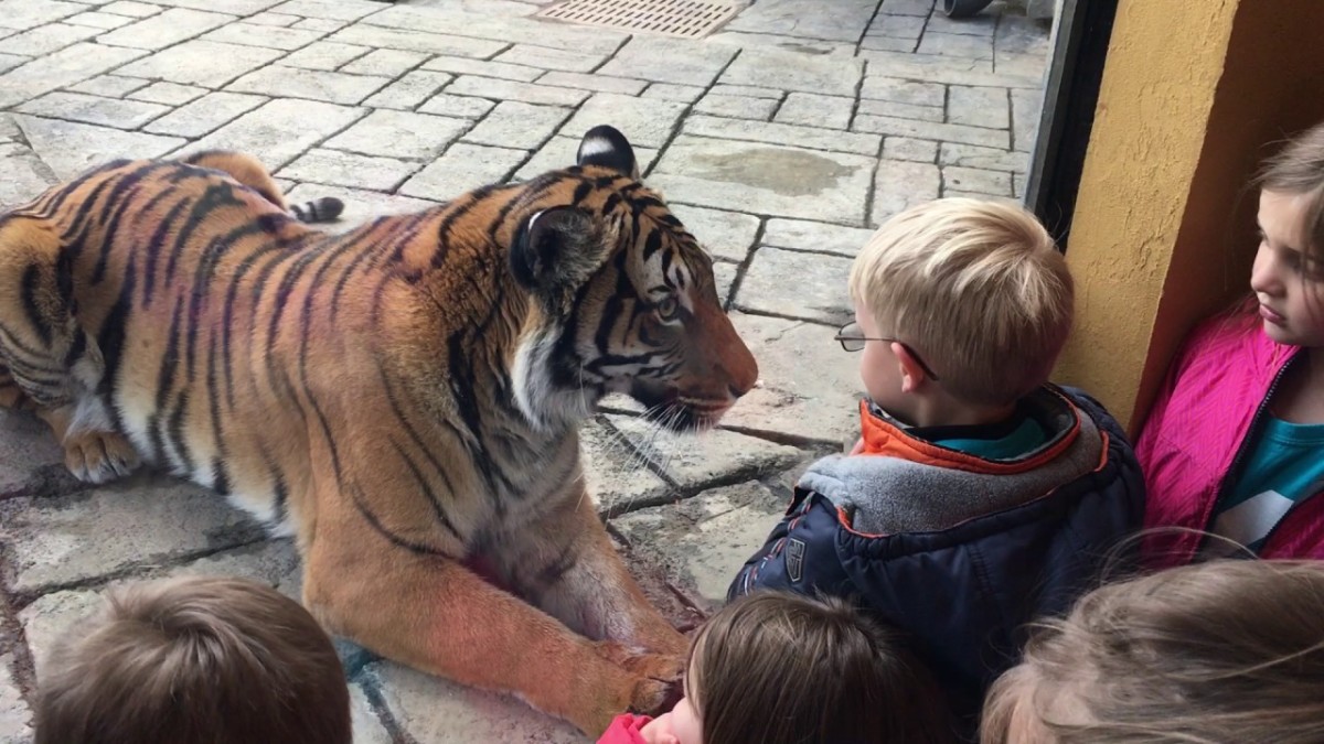 Knoxville Zoo tigers