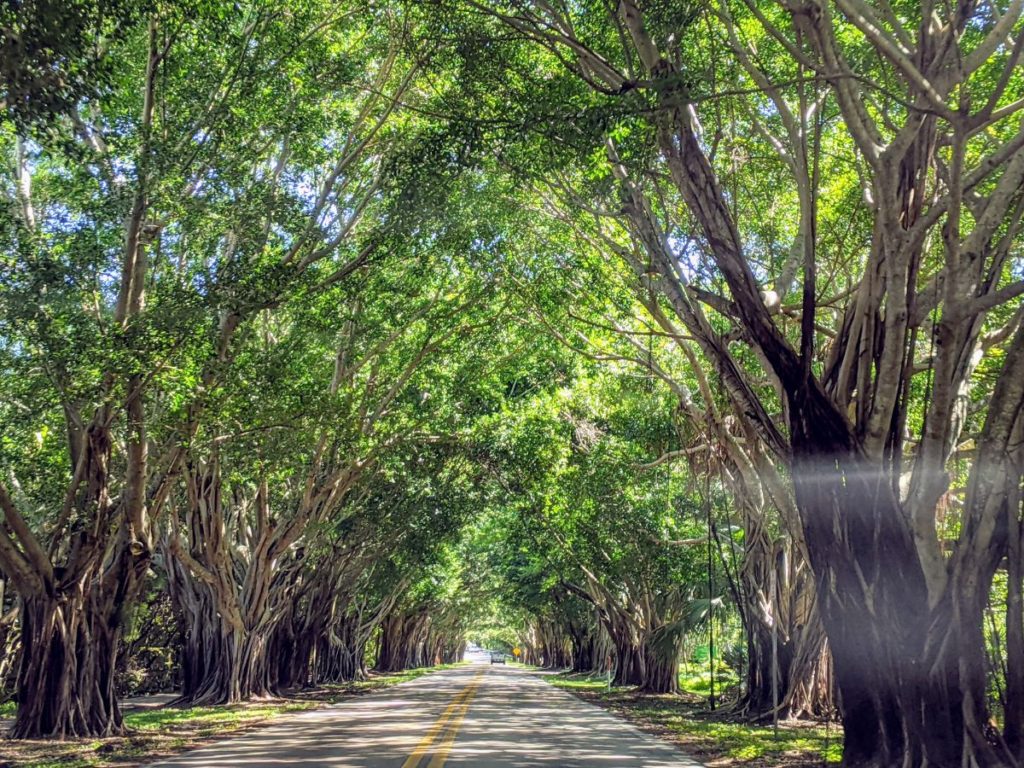 A1A banyan tree canopy near Jupiter