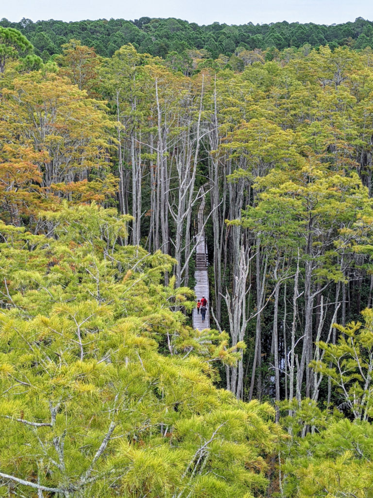 Okefenokee Swamp Park