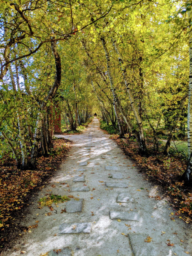 Stan Hywet The Birch Tree Allée