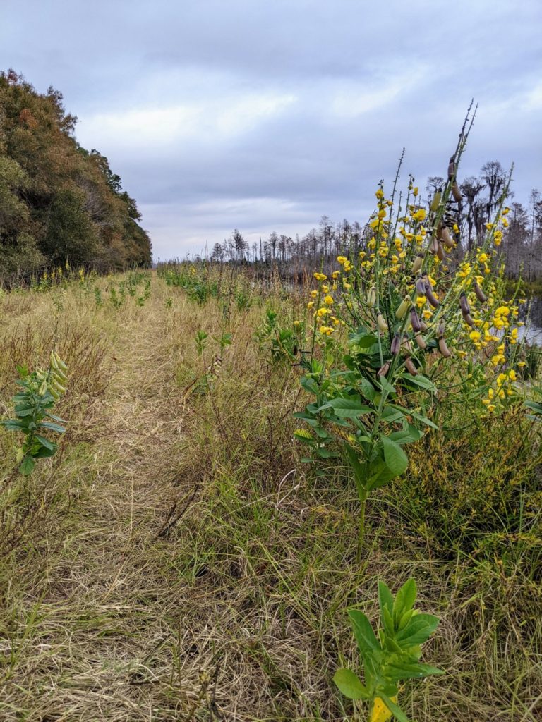 Stephen C Foster State Park