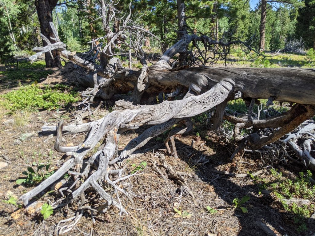 Mud Lake Open Area