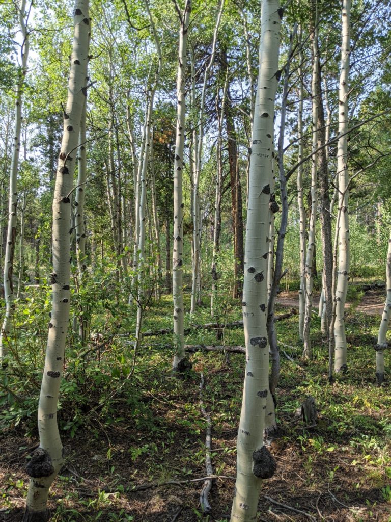 Mud Lake Open Area