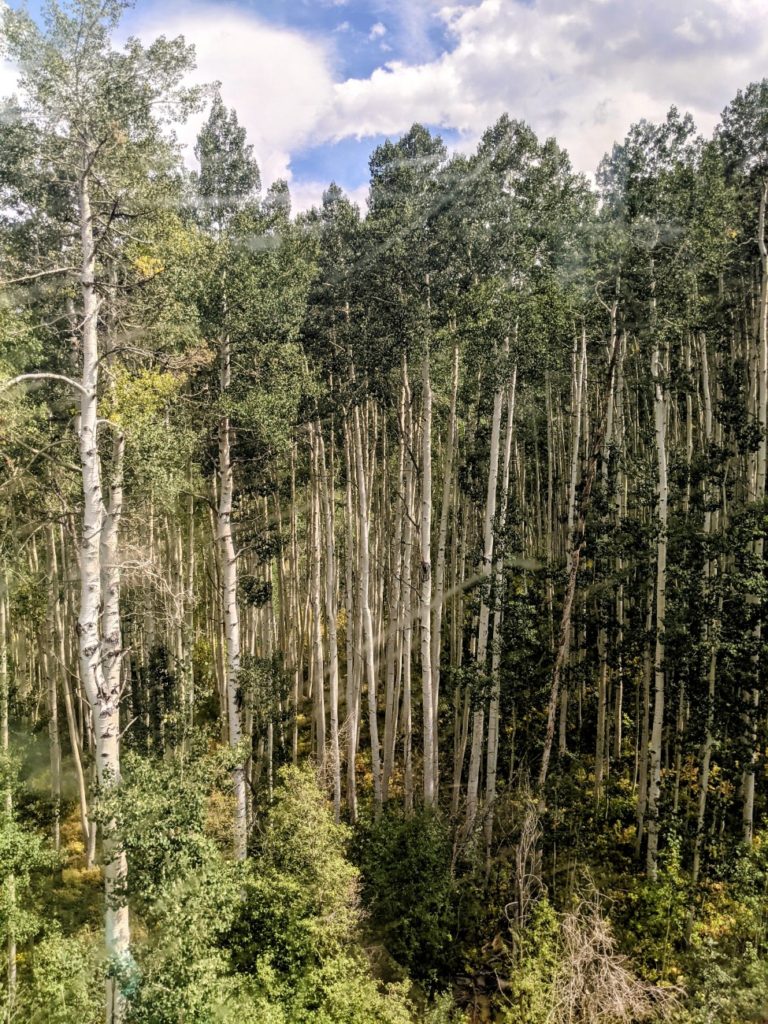 mountain coasters in Colorado