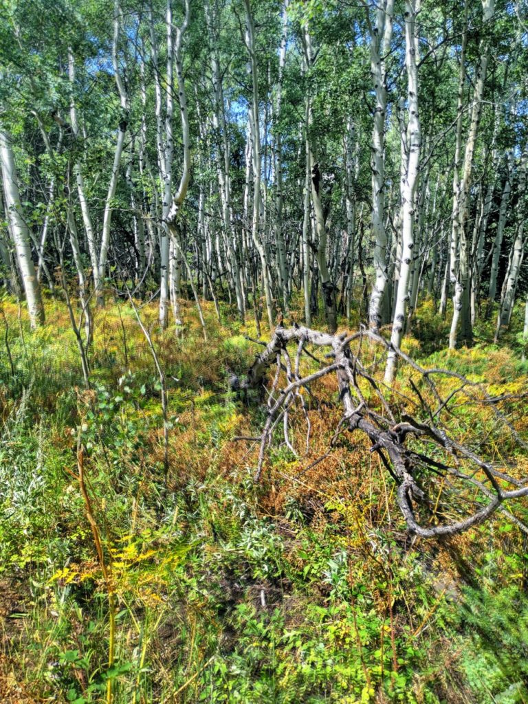 Mud Lake Open Area