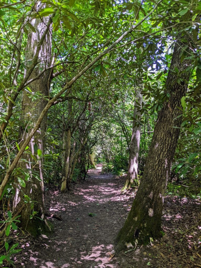 NC Arboretum