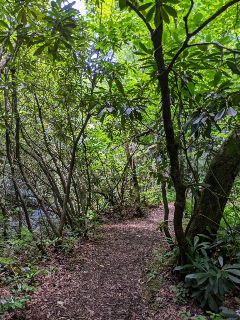 NC Arboretum