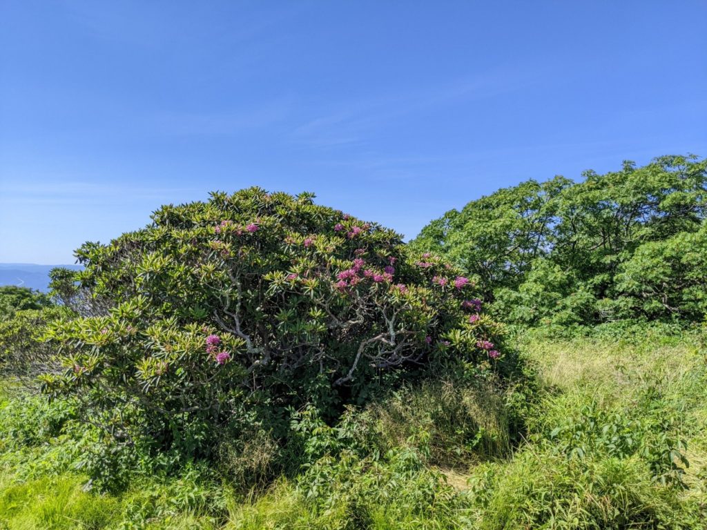 Craggy Gardens