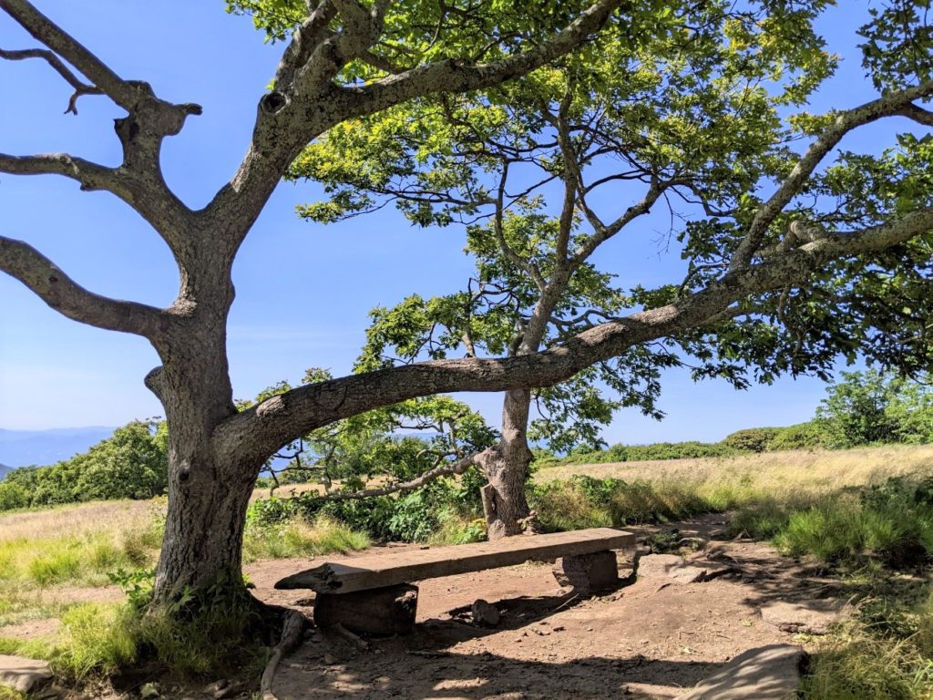 Craggy Gardens