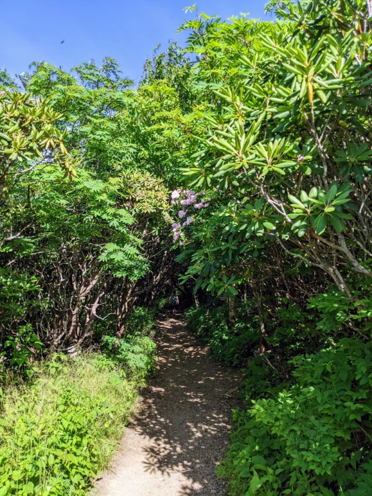 Craggy Gardens