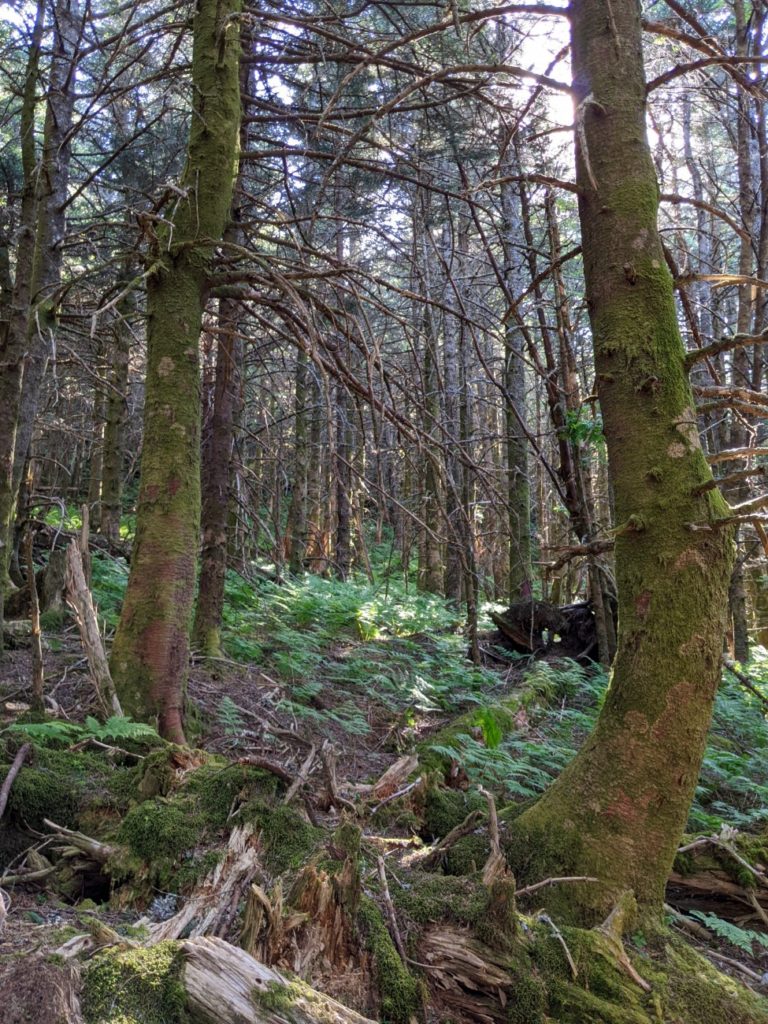 Mount Mitchell State Park