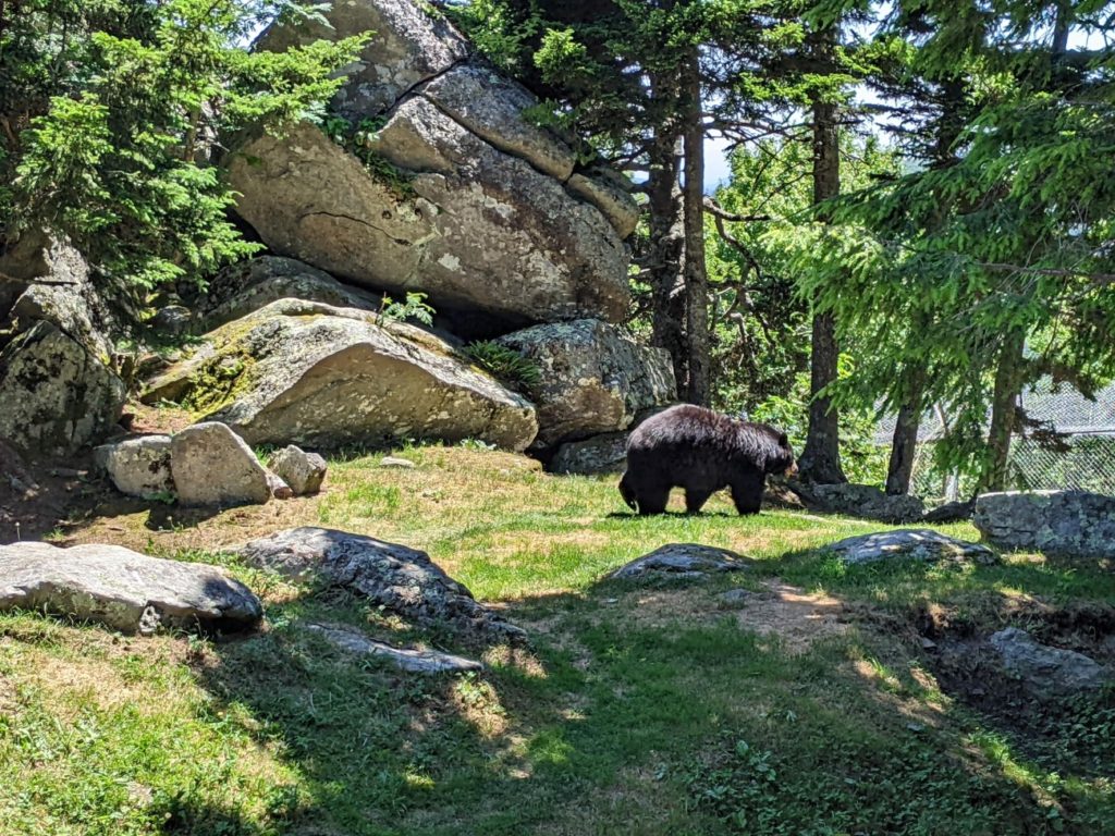 Grandfather Mountain