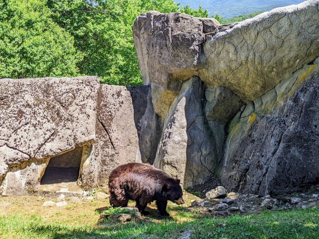 Grandfather Mountain