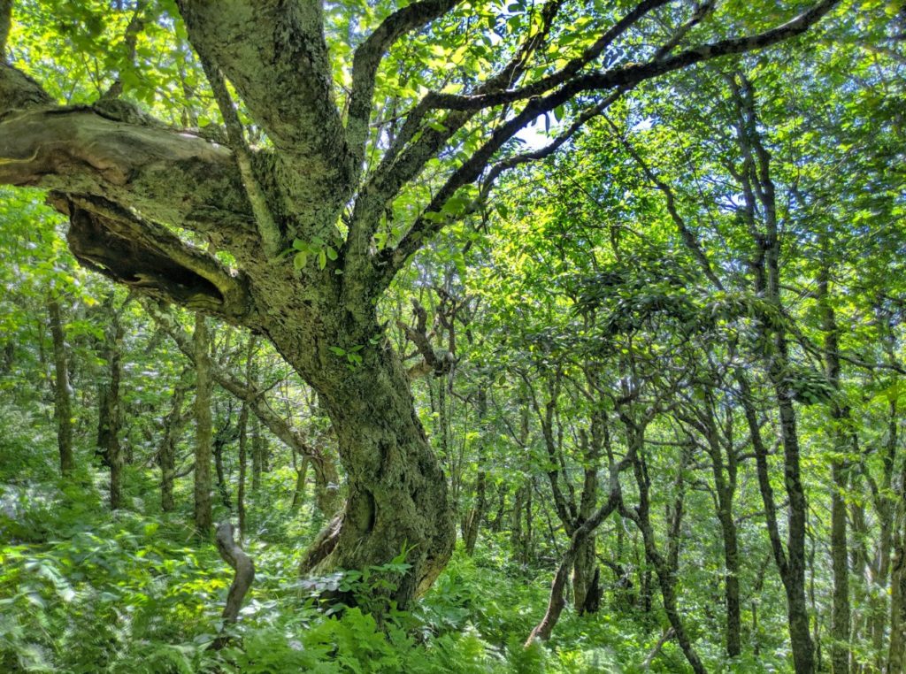 Craggy Gardens