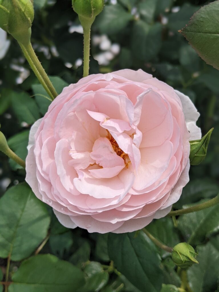 Shelburne Museum Gardens