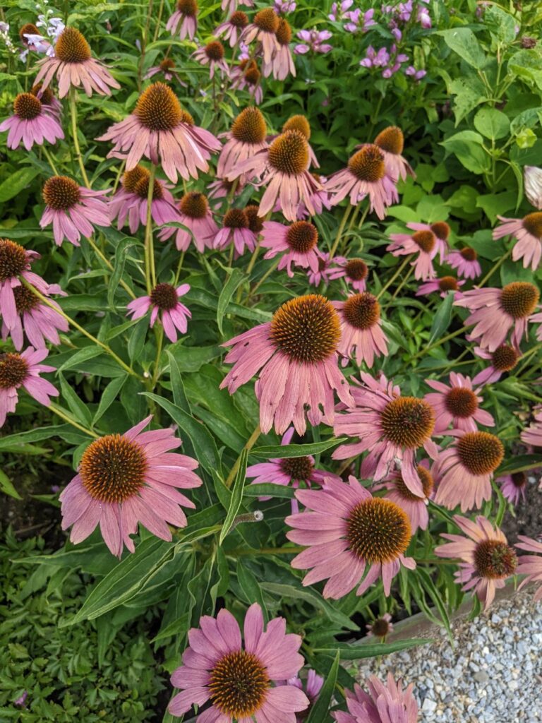 Shelburne Museum Gardens