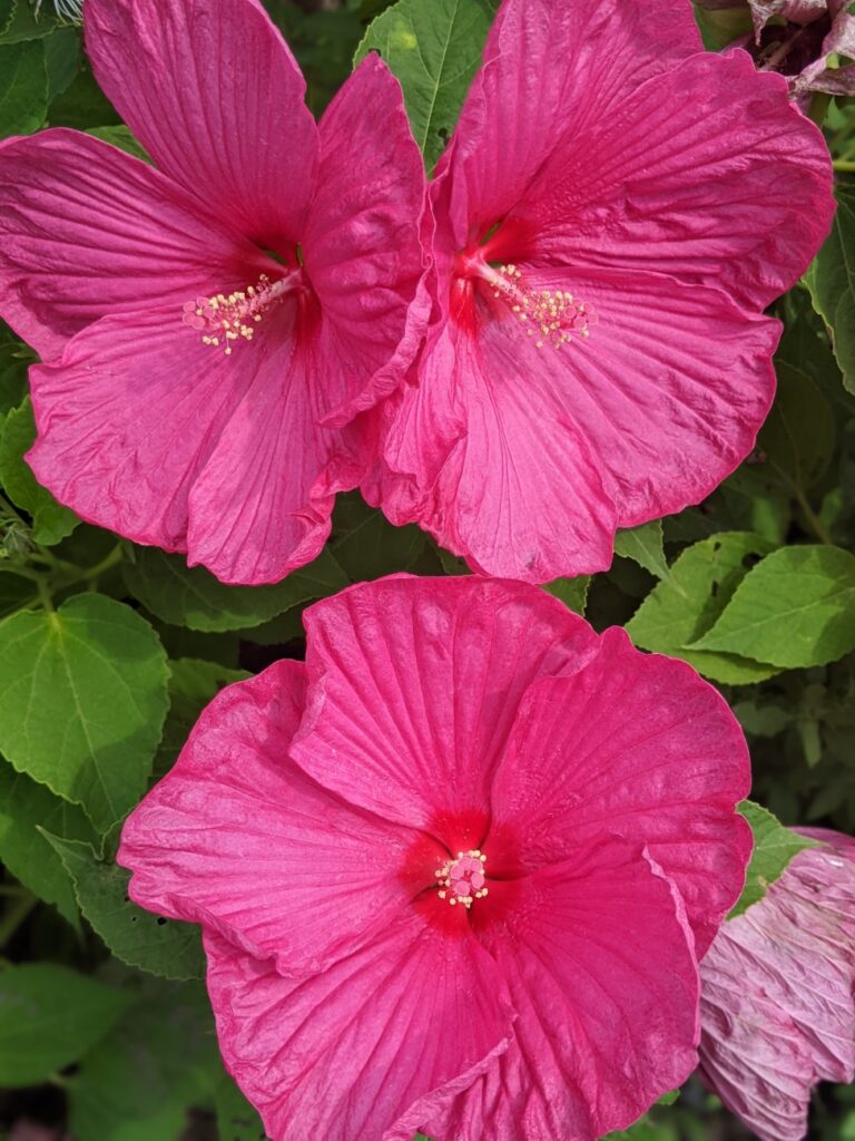 Shelburne Museum Gardens