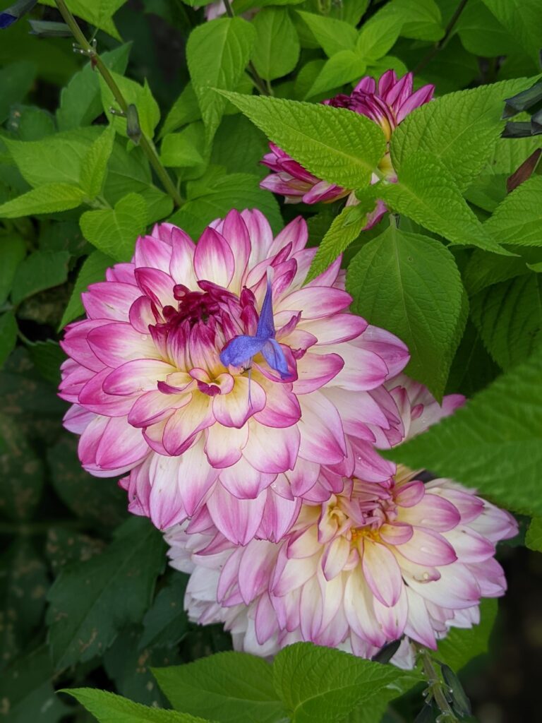 Shelburne Museum Gardens