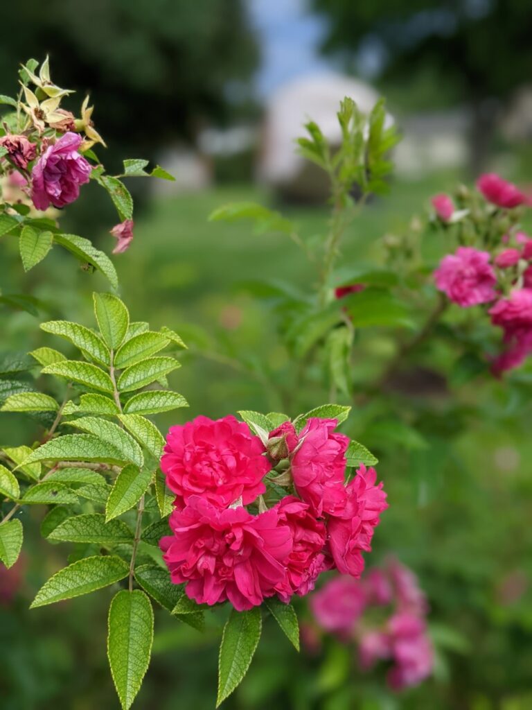 Shelburne Museum Gardens