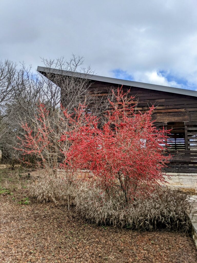 Lady Bird Johnson Wildflower Center