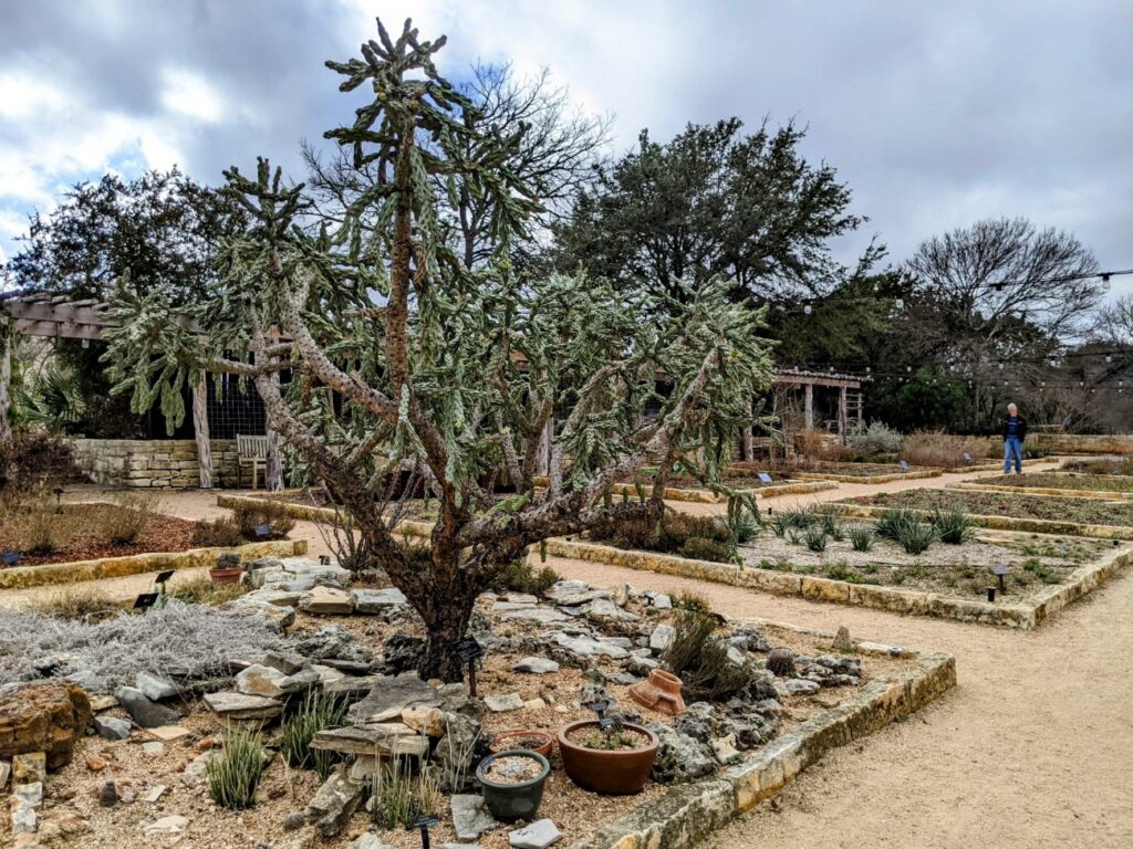 Lady Bird Johnson Wildflower Center