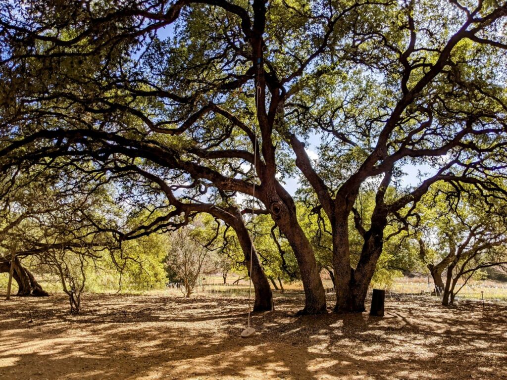 Lady Bird Johnson Wildflower Center