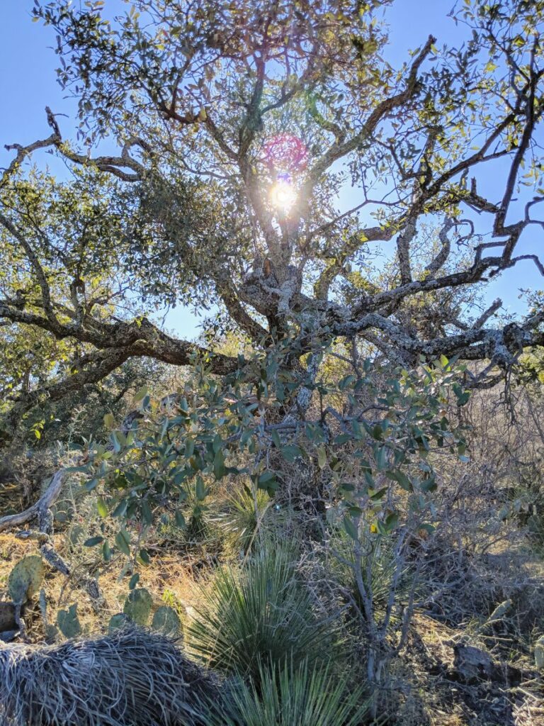 Enchanted Rock State Natural Area