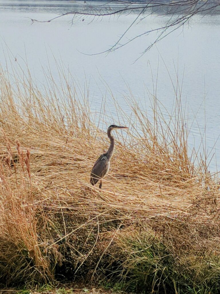 Austin Town Lake