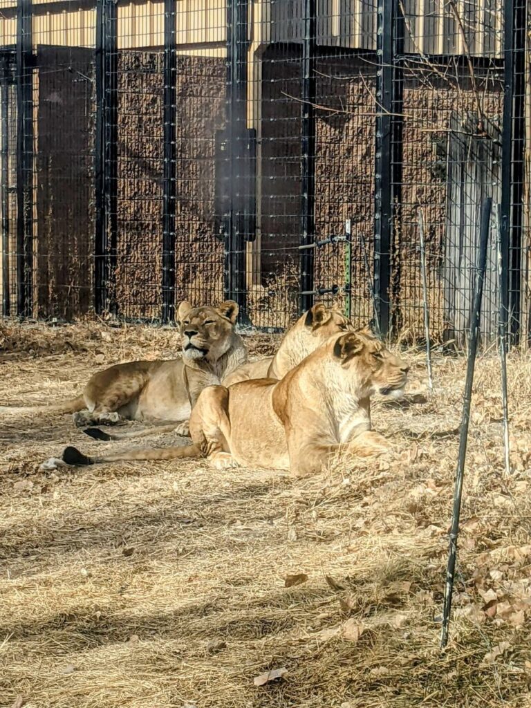 Pueblo Zoo