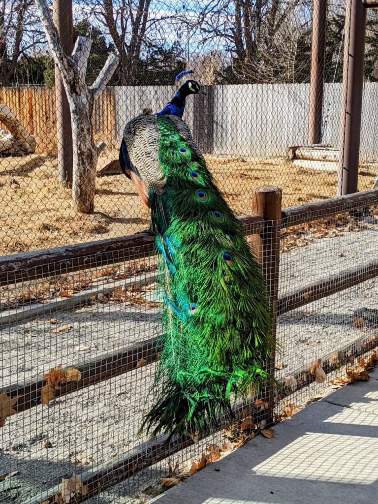 Pueblo Zoo