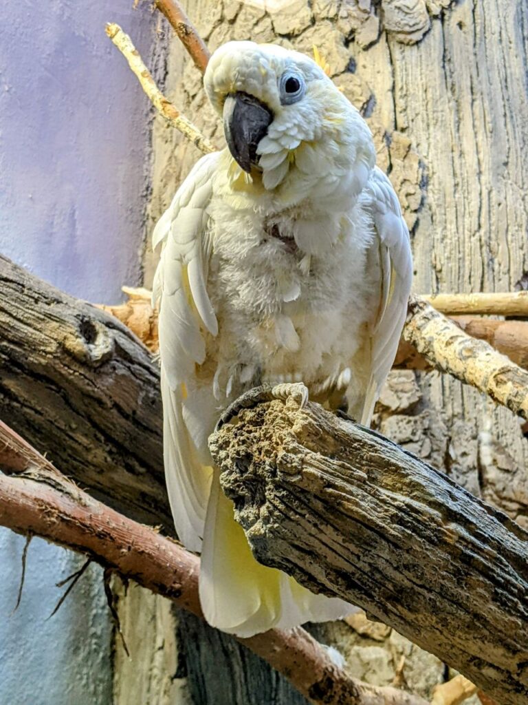 Pueblo Zoo