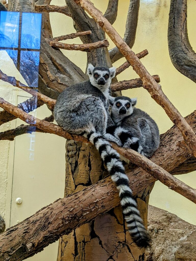 Pueblo Zoo