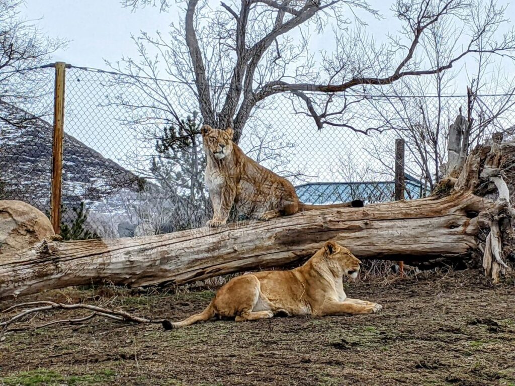 Hogle Zoo