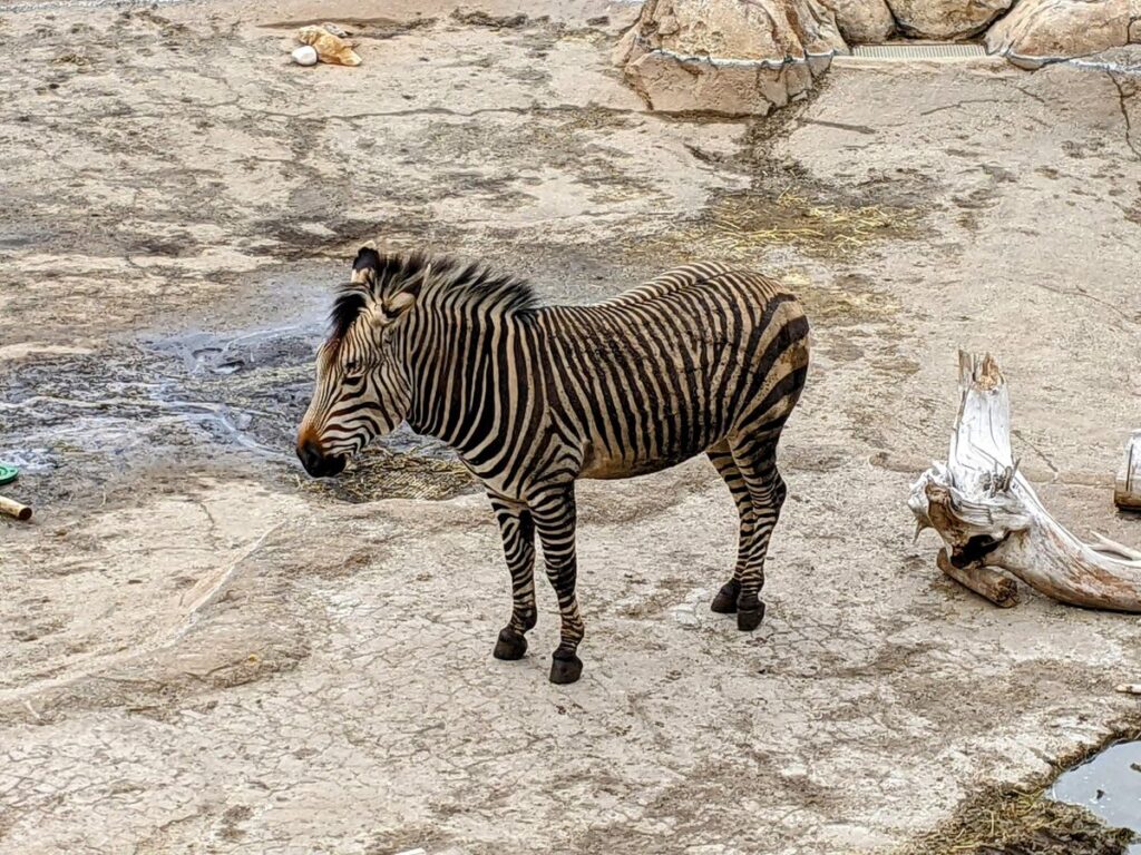 Hogle Zoo