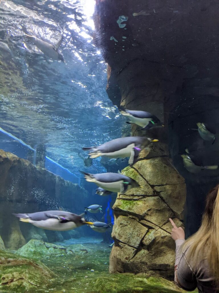 Loveland Living Planet Aquarium