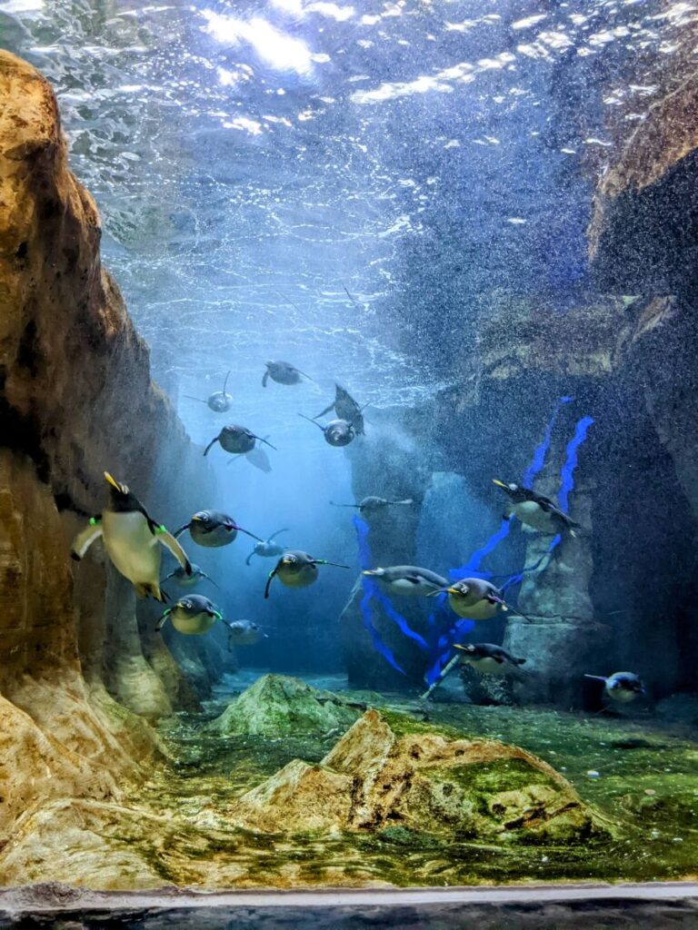 Loveland Living Planet Aquarium