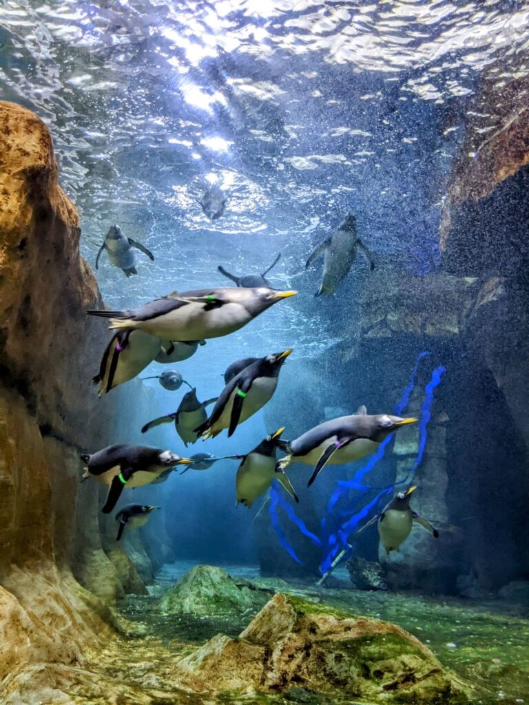 Loveland Living Planet Aquarium