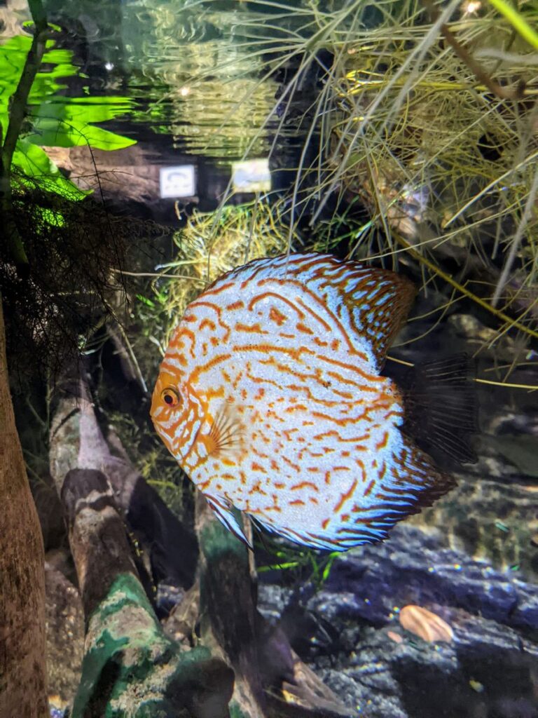 Loveland Living Planet Aquarium