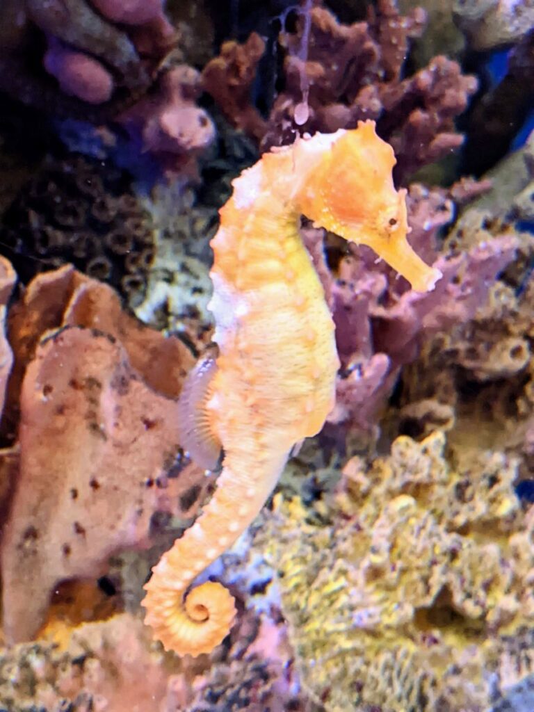 Loveland Living Planet Aquarium