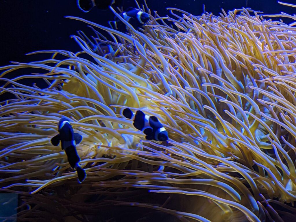 Loveland Living Planet Aquarium