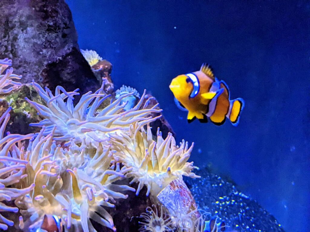 Loveland Living Planet Aquarium