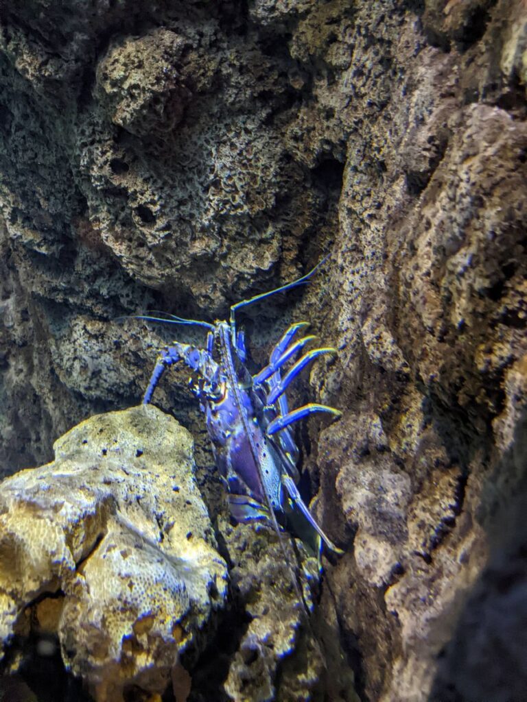 Loveland Living Planet Aquarium