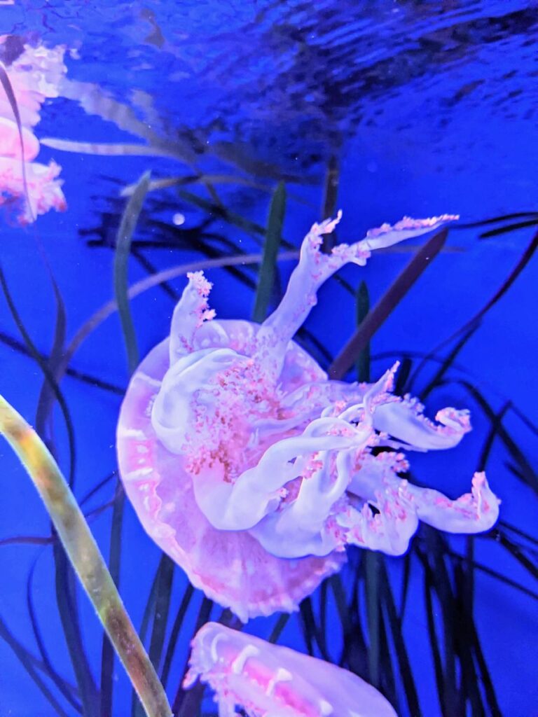 Loveland Living Planet Aquarium