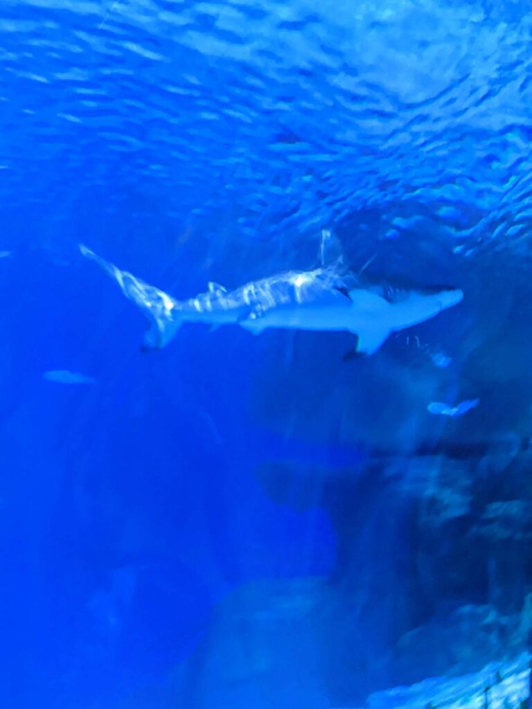 Loveland Living Planet Aquarium