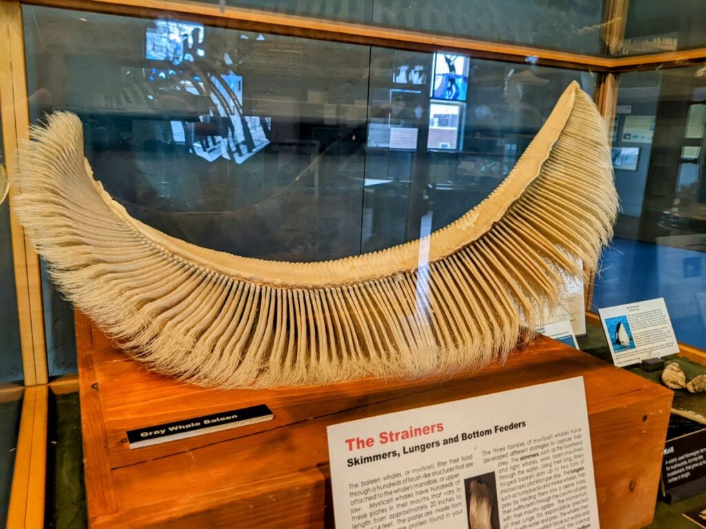 The Whale Museum in Friday Harbor