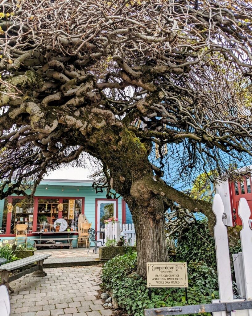 Friday Harbor